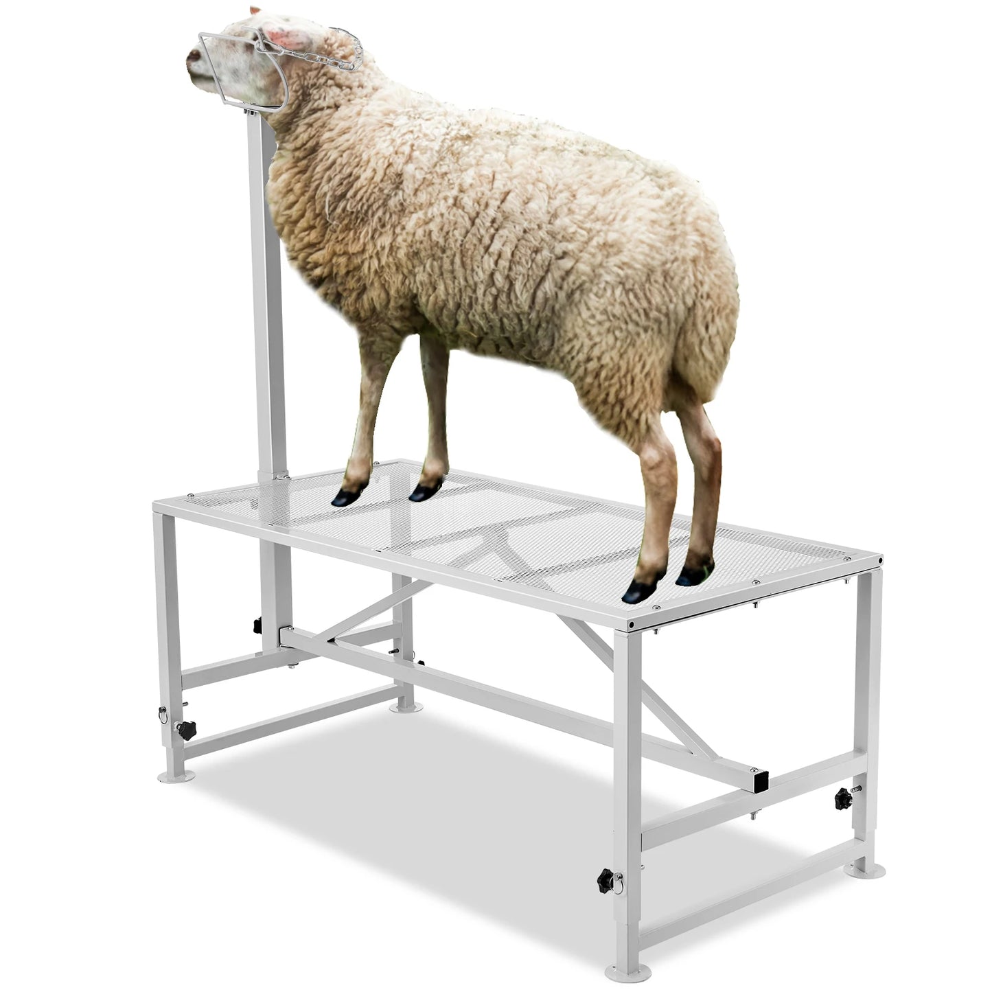 SucceBuy Goat and Sheep Stand for Milking and Shearing With Adjustable Height and Sturdy Iron Construction